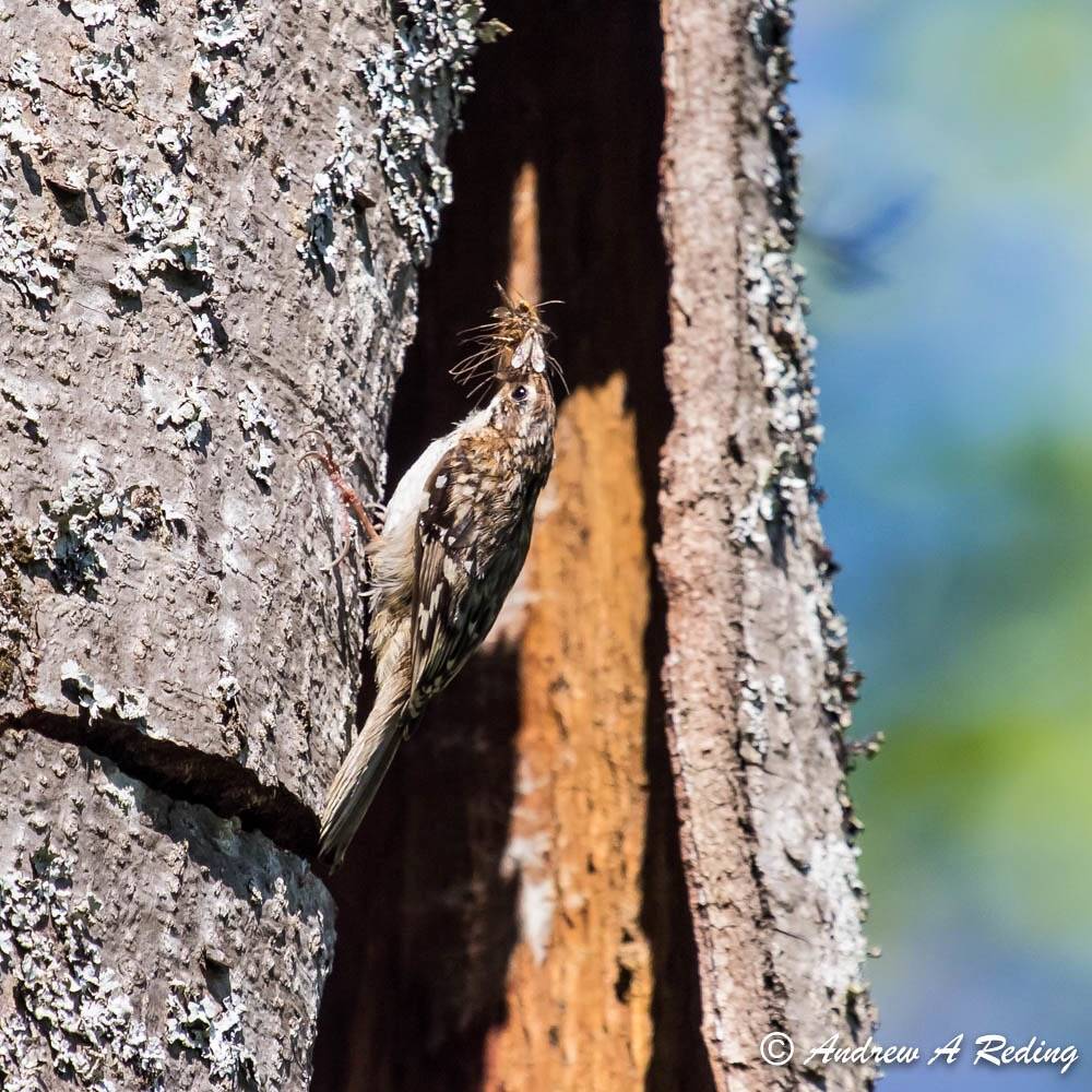 brown creeper at nest by Andrew Reding is licensed under CC BY-NC-ND 2.0.